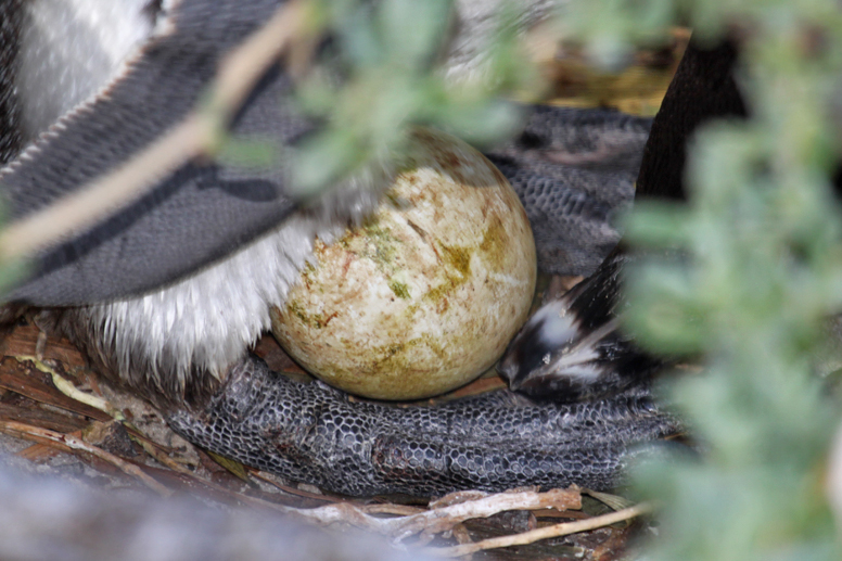 penguin egg